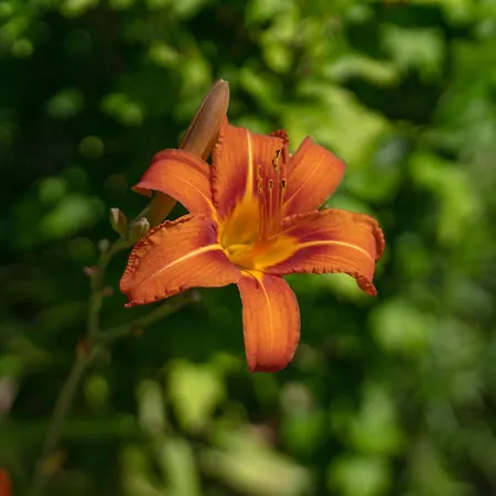 Srdanovic Apartment Omiš