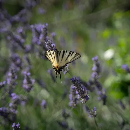 شقة Srdanovic أوميس