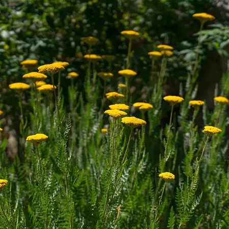 公寓 Srdanovic 奥米什